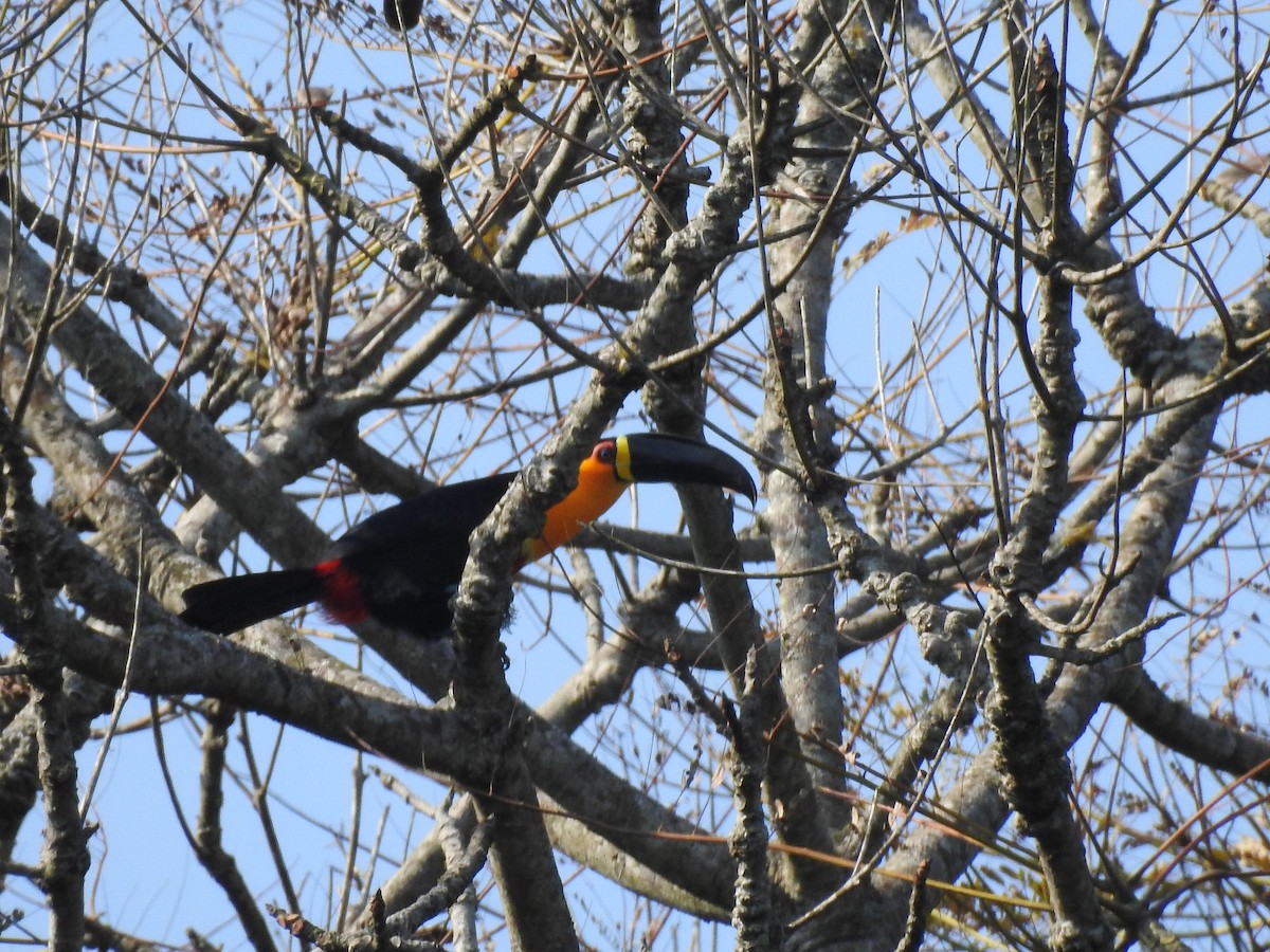 Channel-billed Toucan (Ariel) - ML621969838