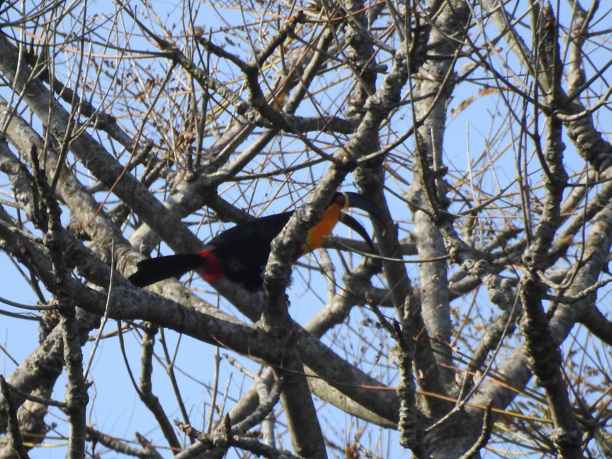 Channel-billed Toucan (Ariel) - ML621969840