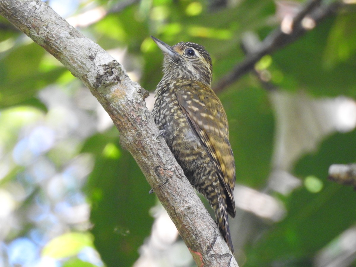 White-spotted Woodpecker - ML621969846