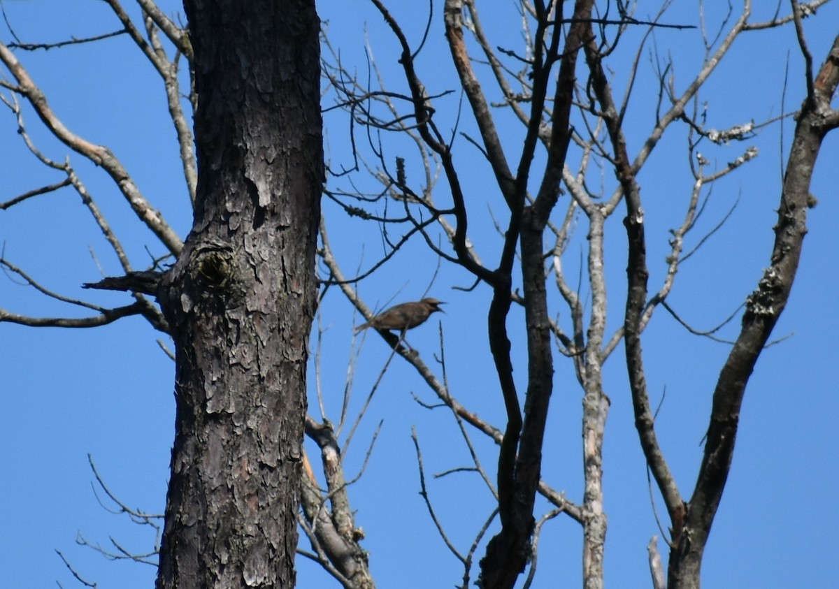 European Starling - ML621969880