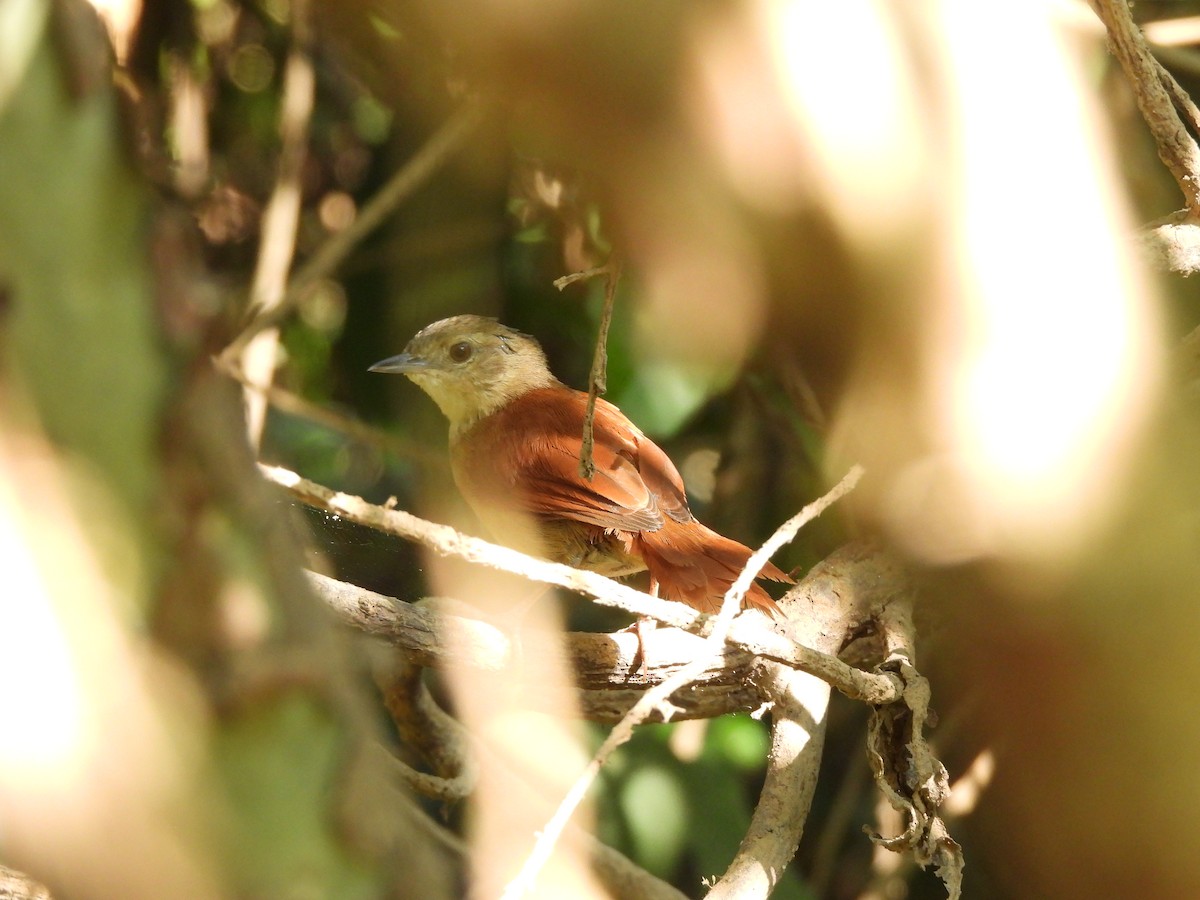 Araguaia Spinetail - ML621969902