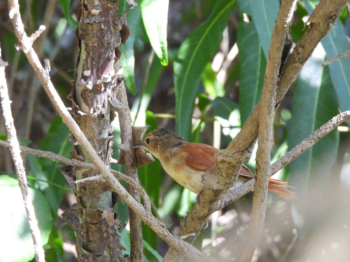 Araguaia Spinetail - ML621969903