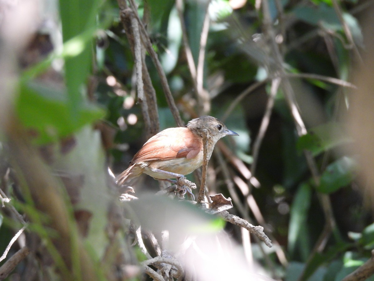 Araguaia Spinetail - ML621969907