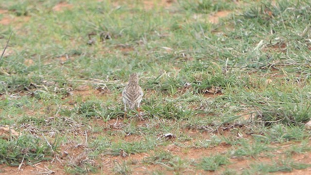 Paddyfield Pipit - ML621970099