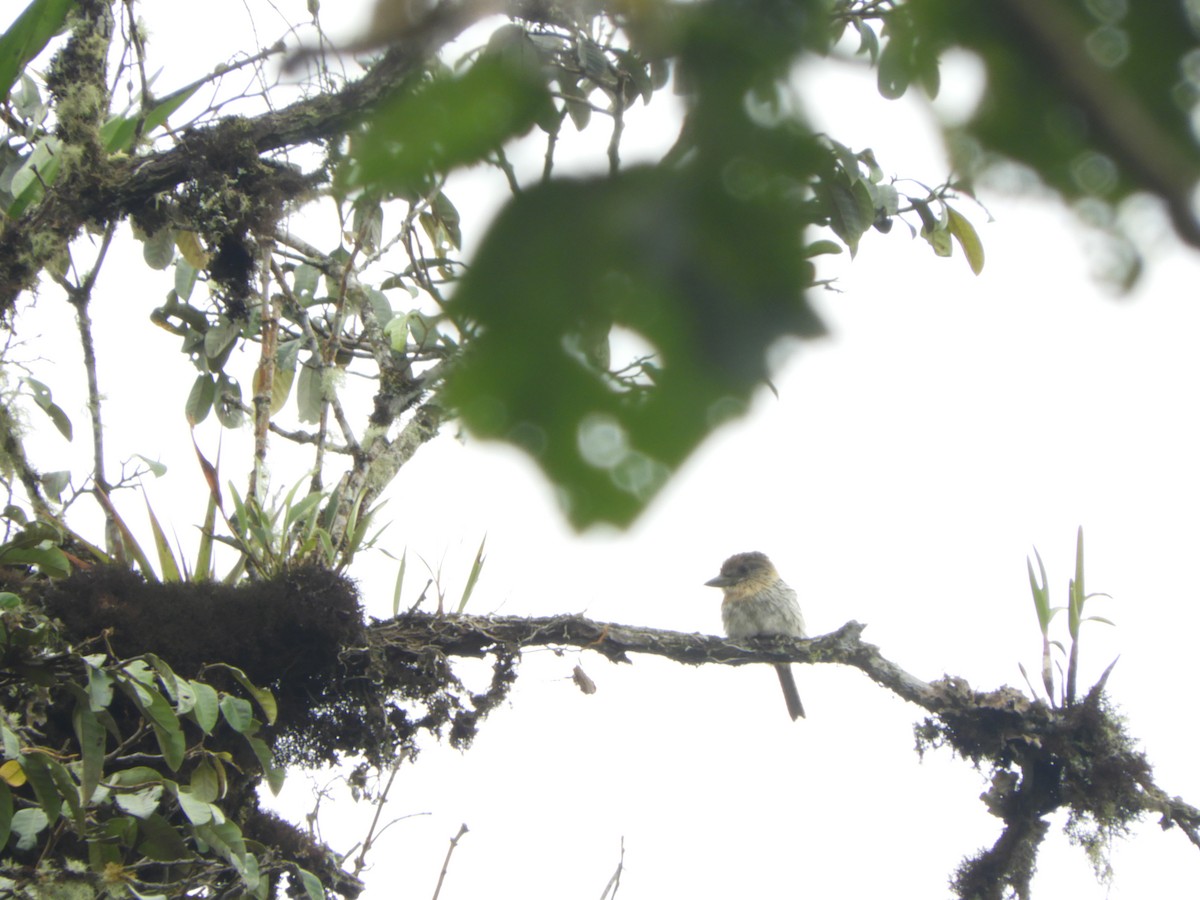 Western Striolated-Puffbird - ML621970182