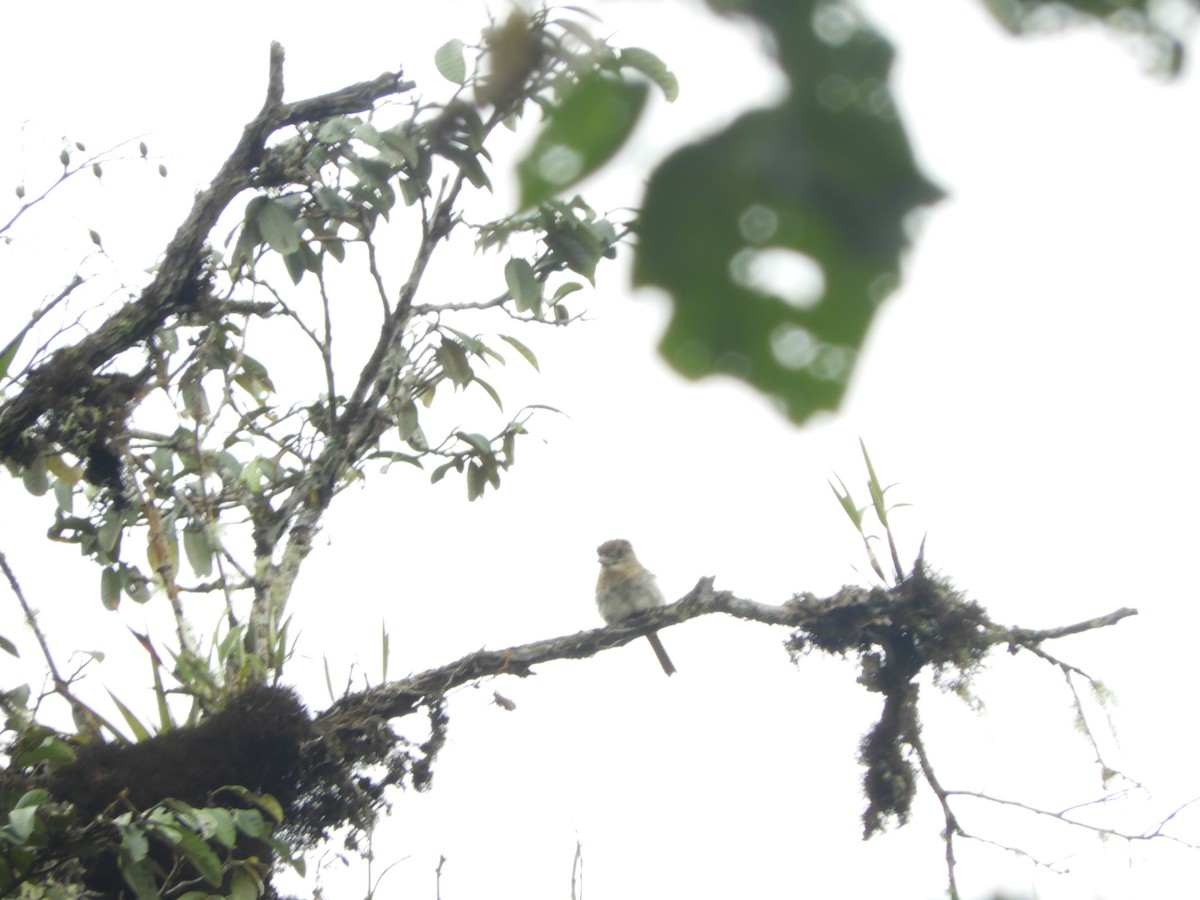 Western Striolated-Puffbird - ML621970188