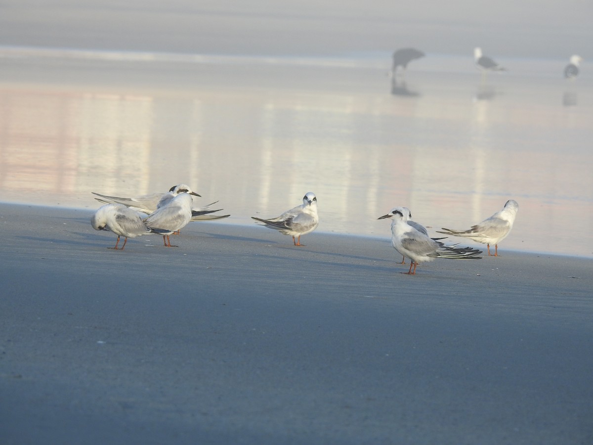 Snowy-crowned Tern - ML621970189