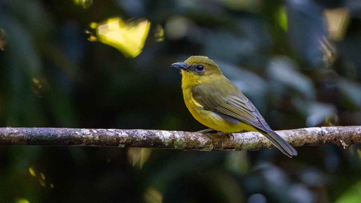 Bornean Whistler - ML621970190
