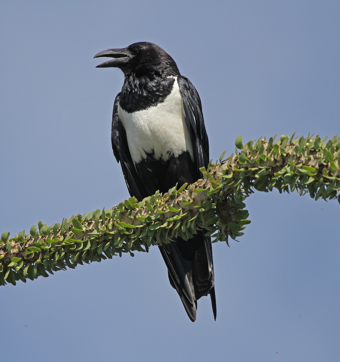 Pied Crow - ML621970210