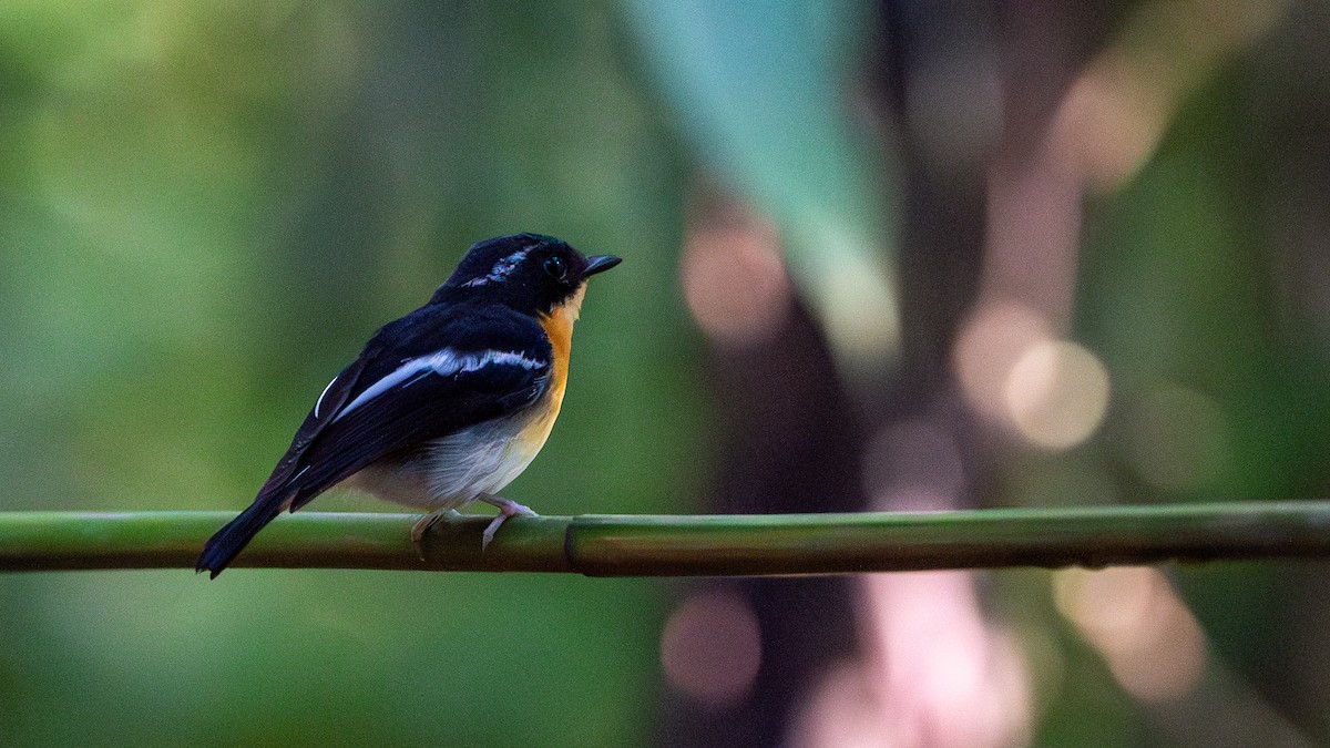 Rufous-chested Flycatcher - ML621970214