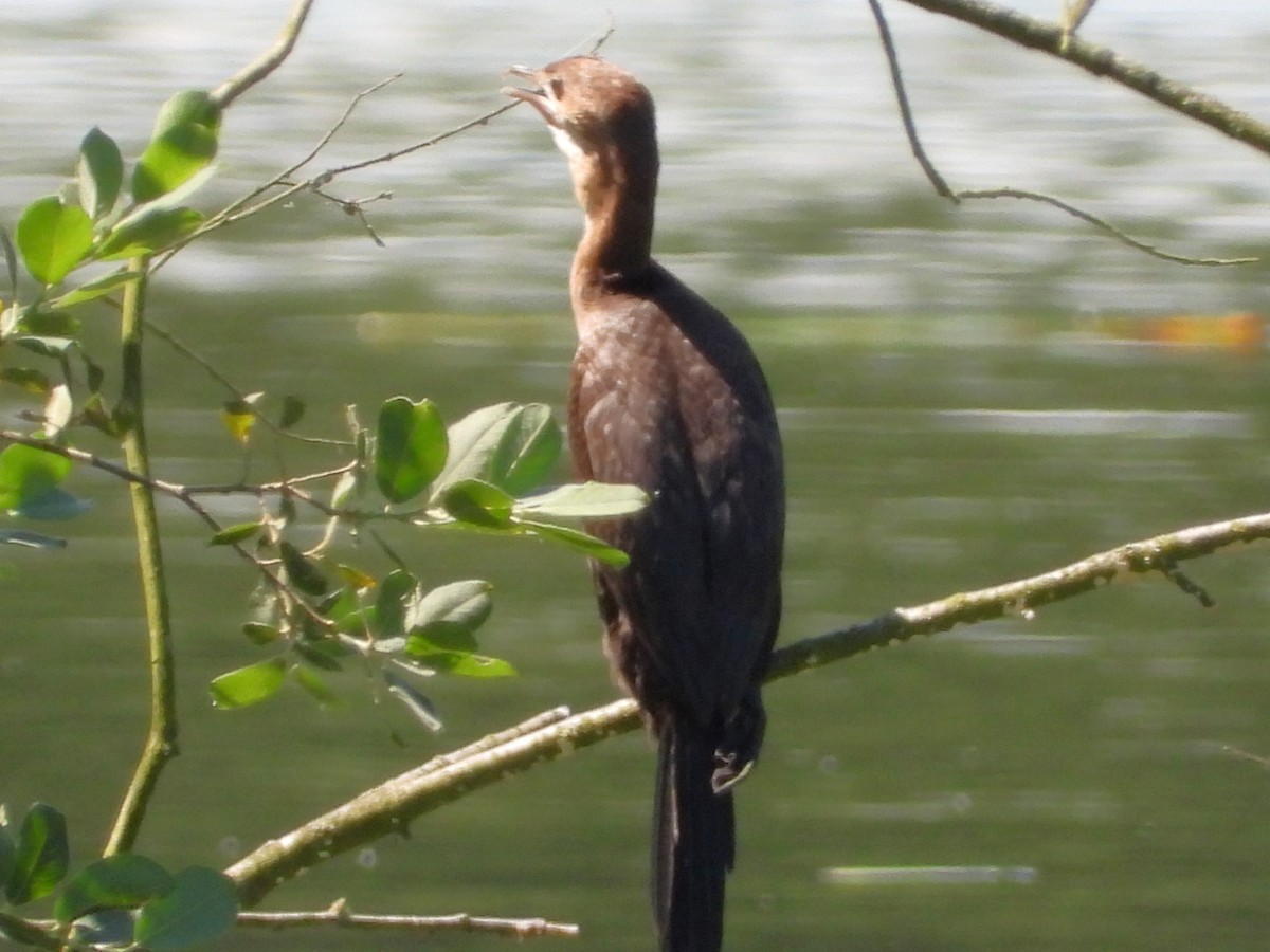 Pygmy Cormorant - ML621970252