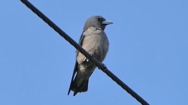 Ashy Woodswallow - ML621970258