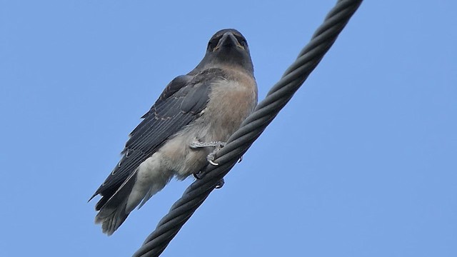 Ashy Woodswallow - ML621970259