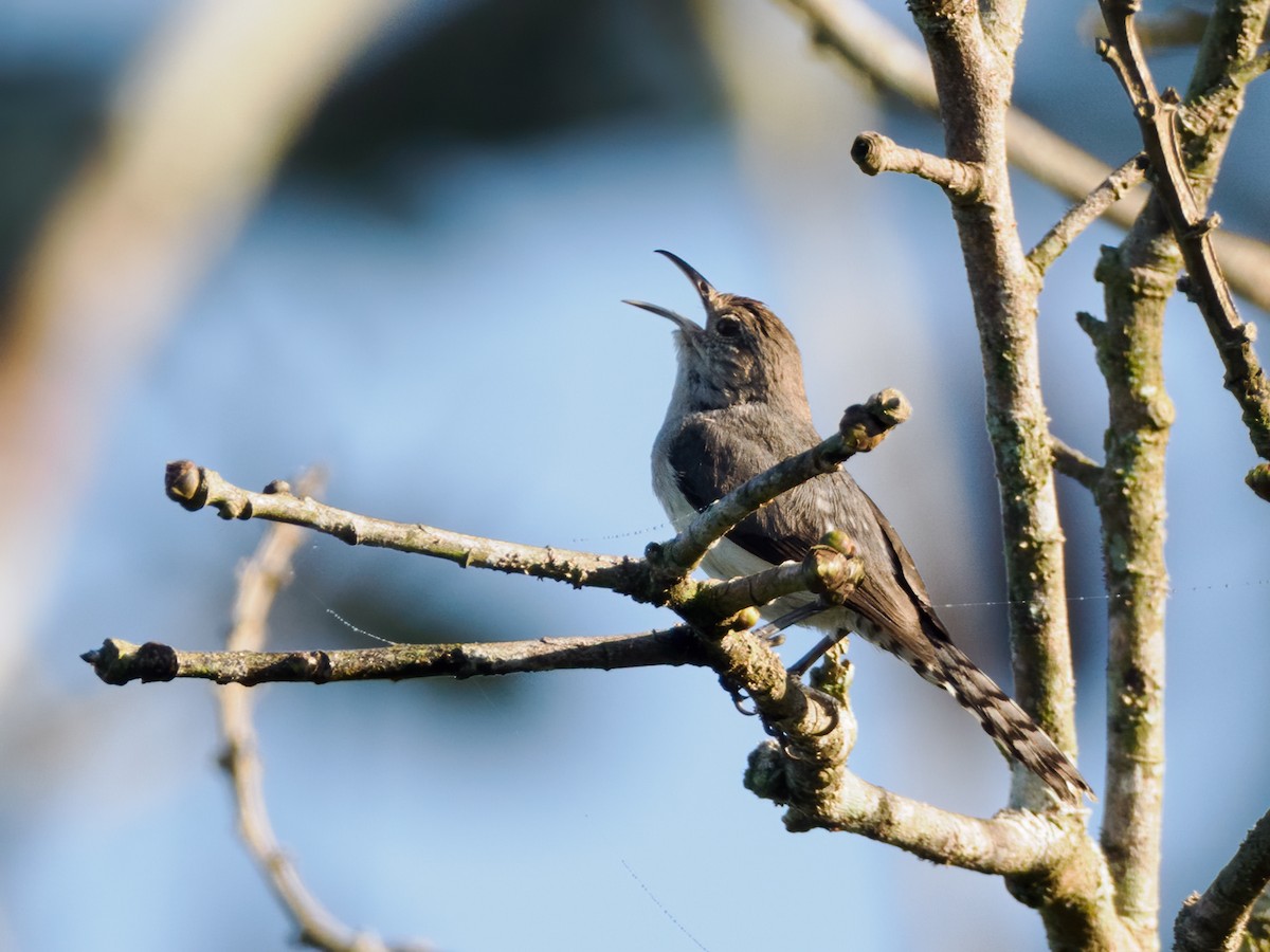 Tooth-billed Wren - ML621970262