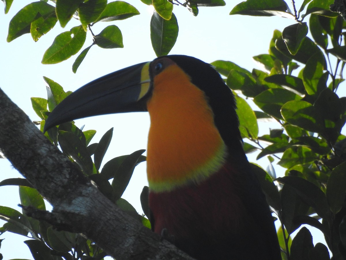 Channel-billed Toucan (Ariel) - Guilherme Thielen