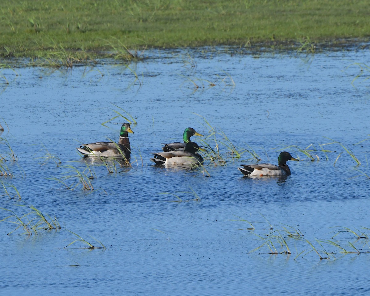 Canard colvert - ML621970279