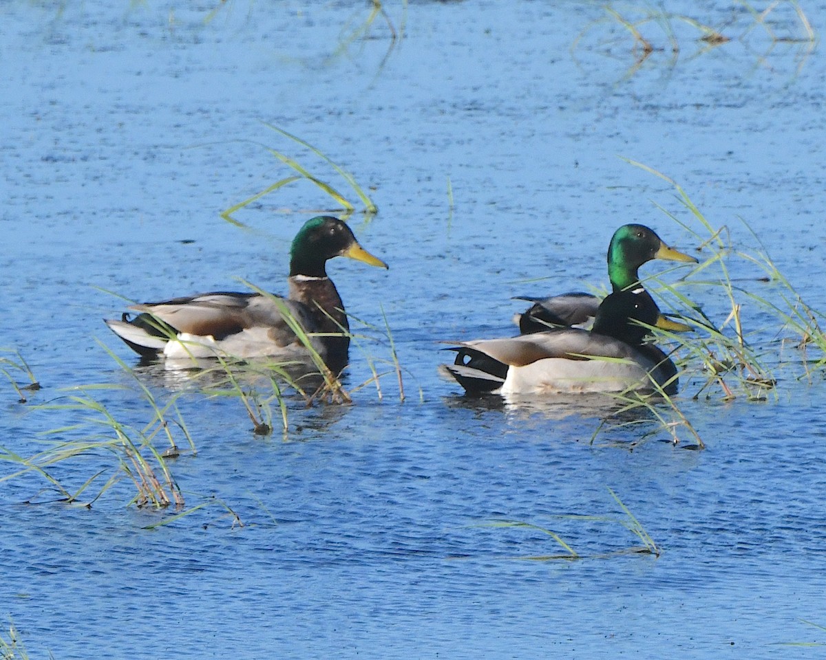 Canard colvert - ML621970286