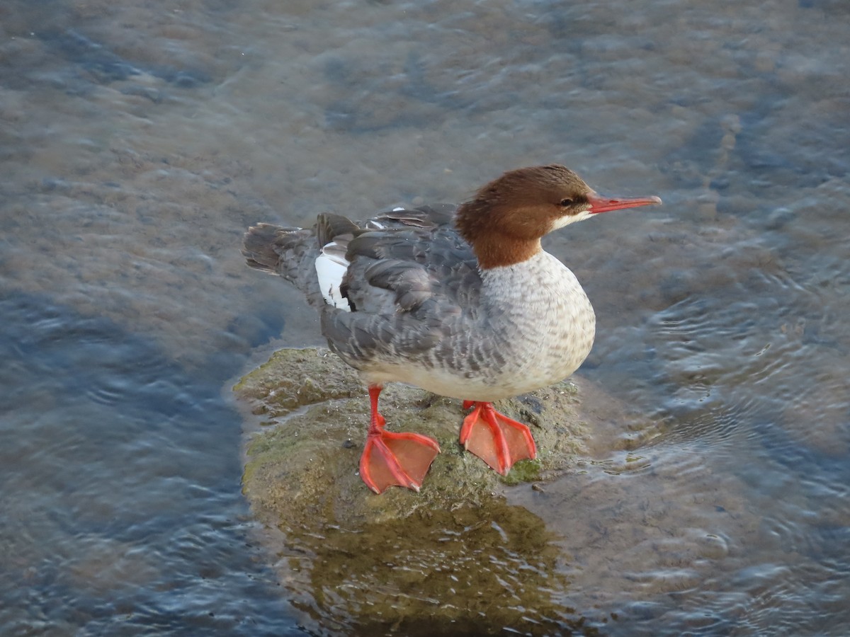 morčák velký (ssp. americanus) - ML621970294