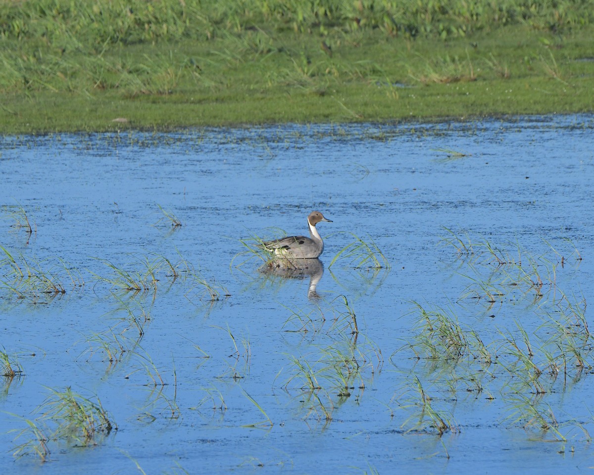 Canard pilet - ML621970316