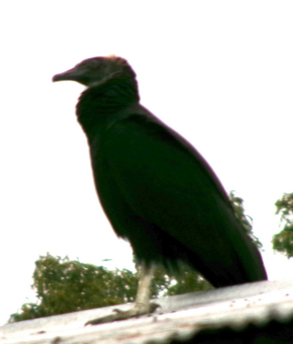 eBird Checklist 29 Jul 2024 7140 Watermelon Road, Russellville