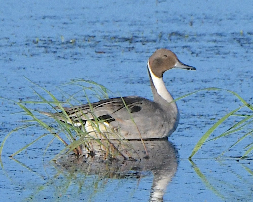 Canard pilet - ML621970325
