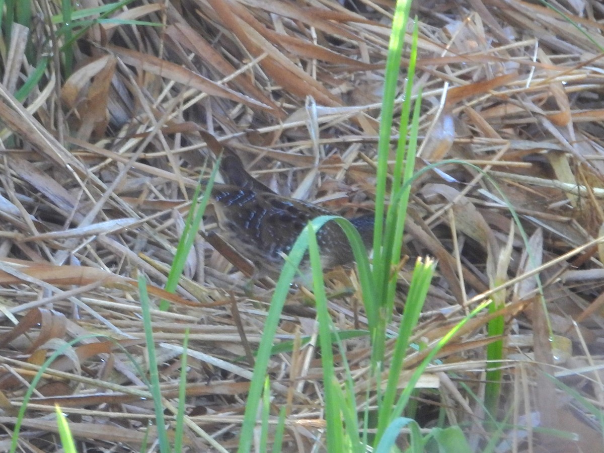 Spotted Crake - ML621970391