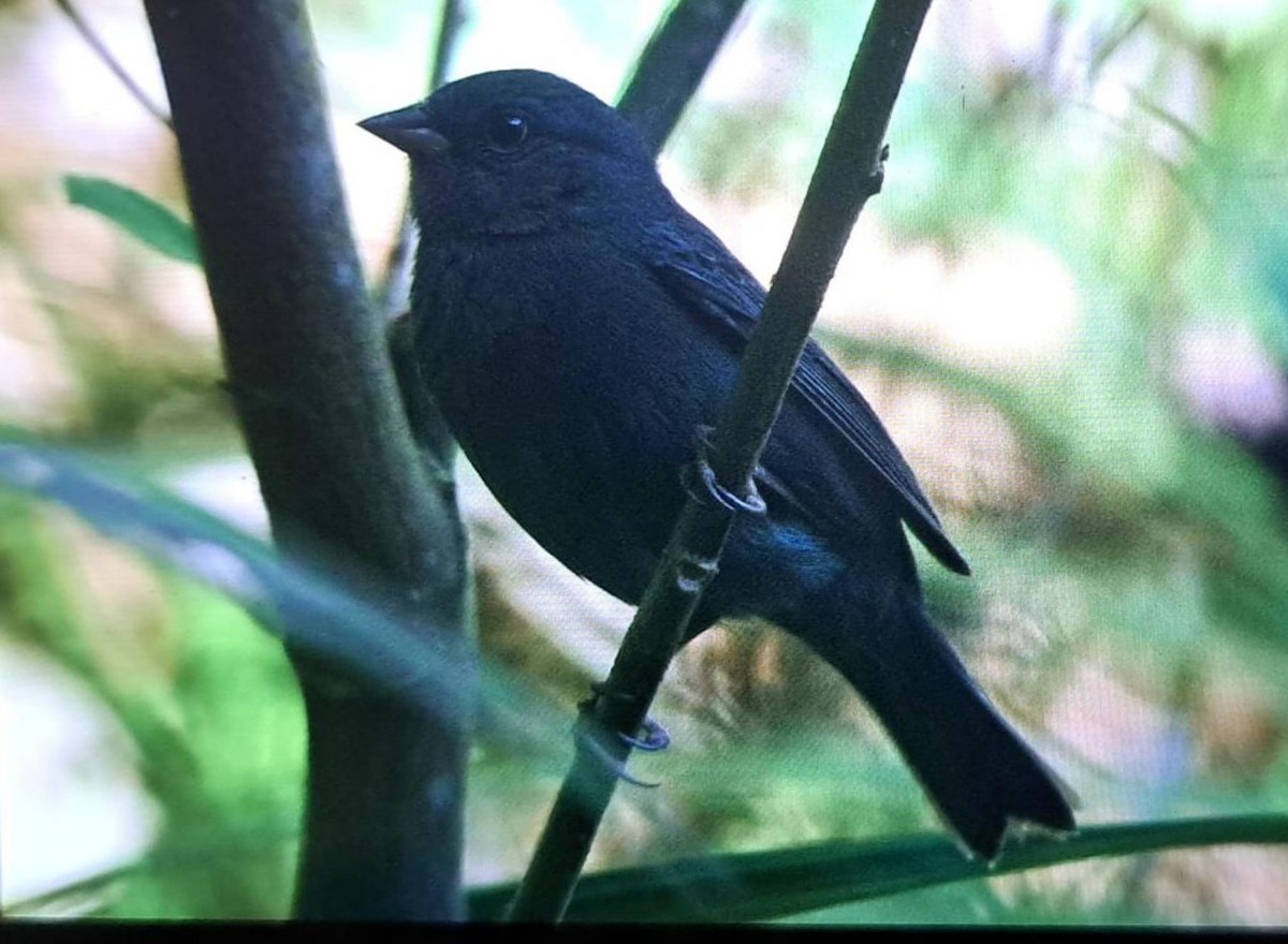 Uniform Finch - ML621970399