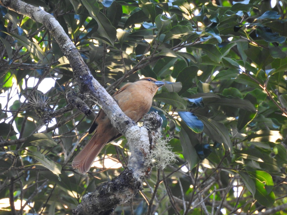 Brown Tanager - ML621970456