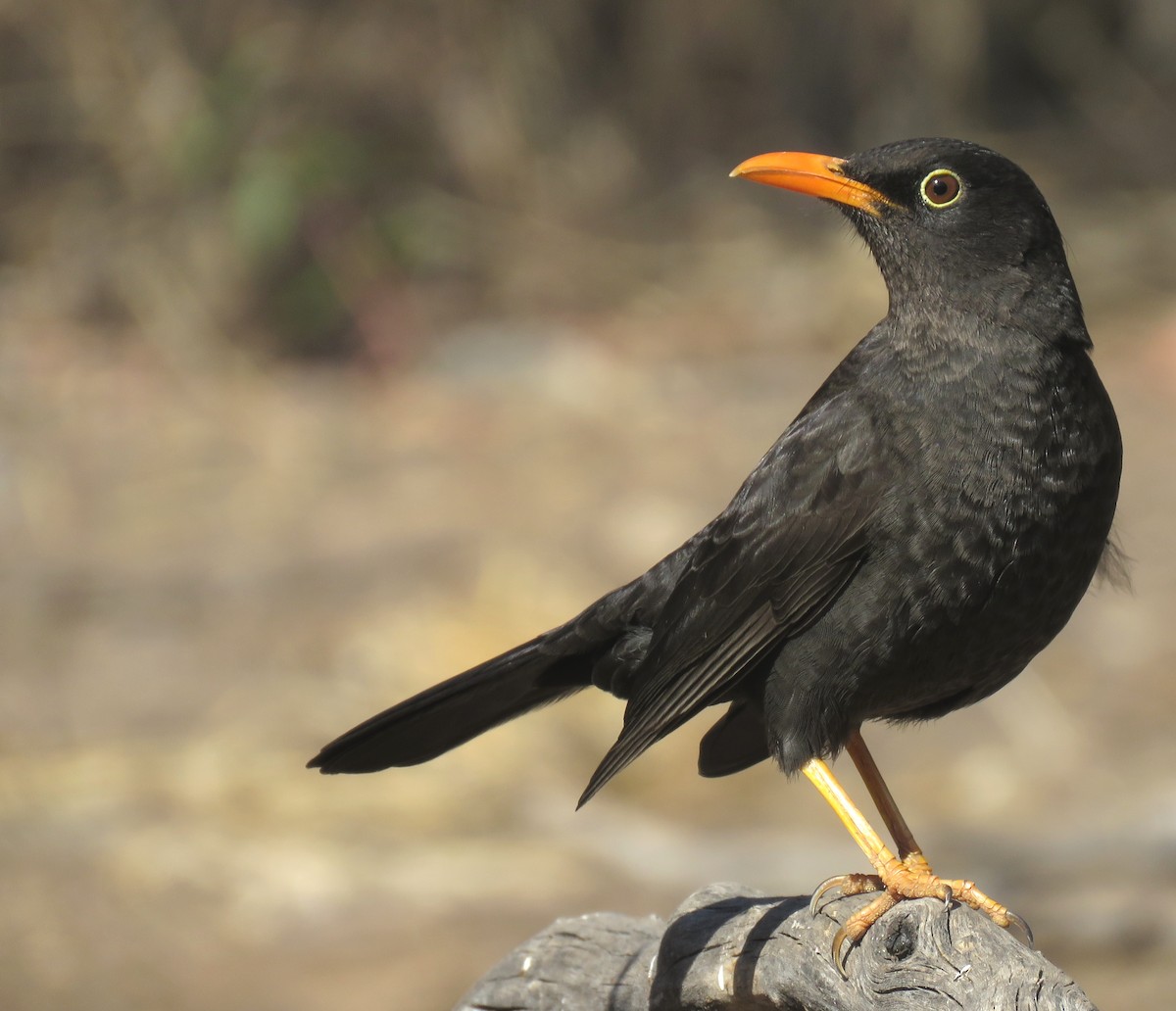 Chiguanco Thrush - ML621970480