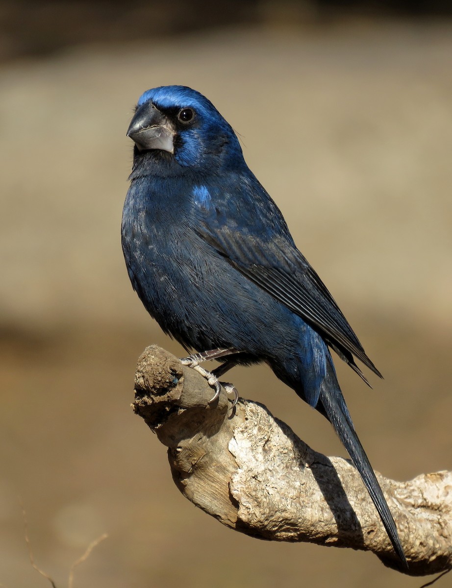 Ultramarine Grosbeak - ML621970530