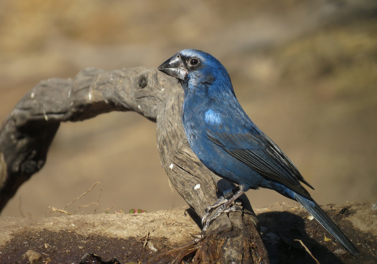 Ultramarine Grosbeak - ML621970531