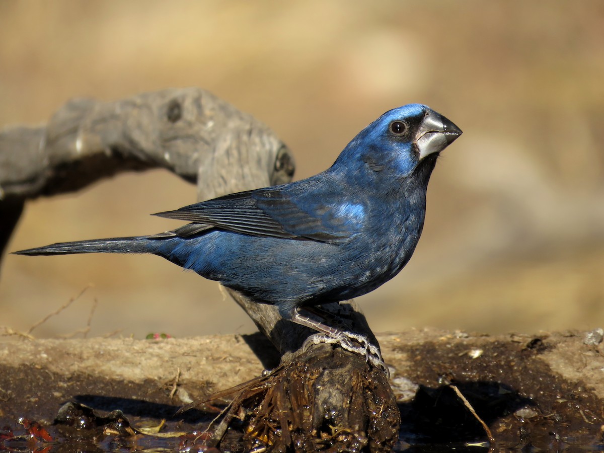 Ultramarine Grosbeak - ML621970532