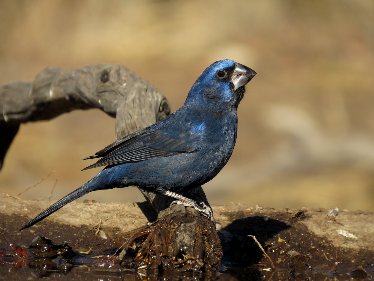 Ultramarine Grosbeak - ML621970533
