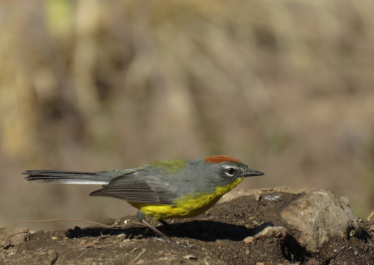 Brown-capped Redstart - ML621970538