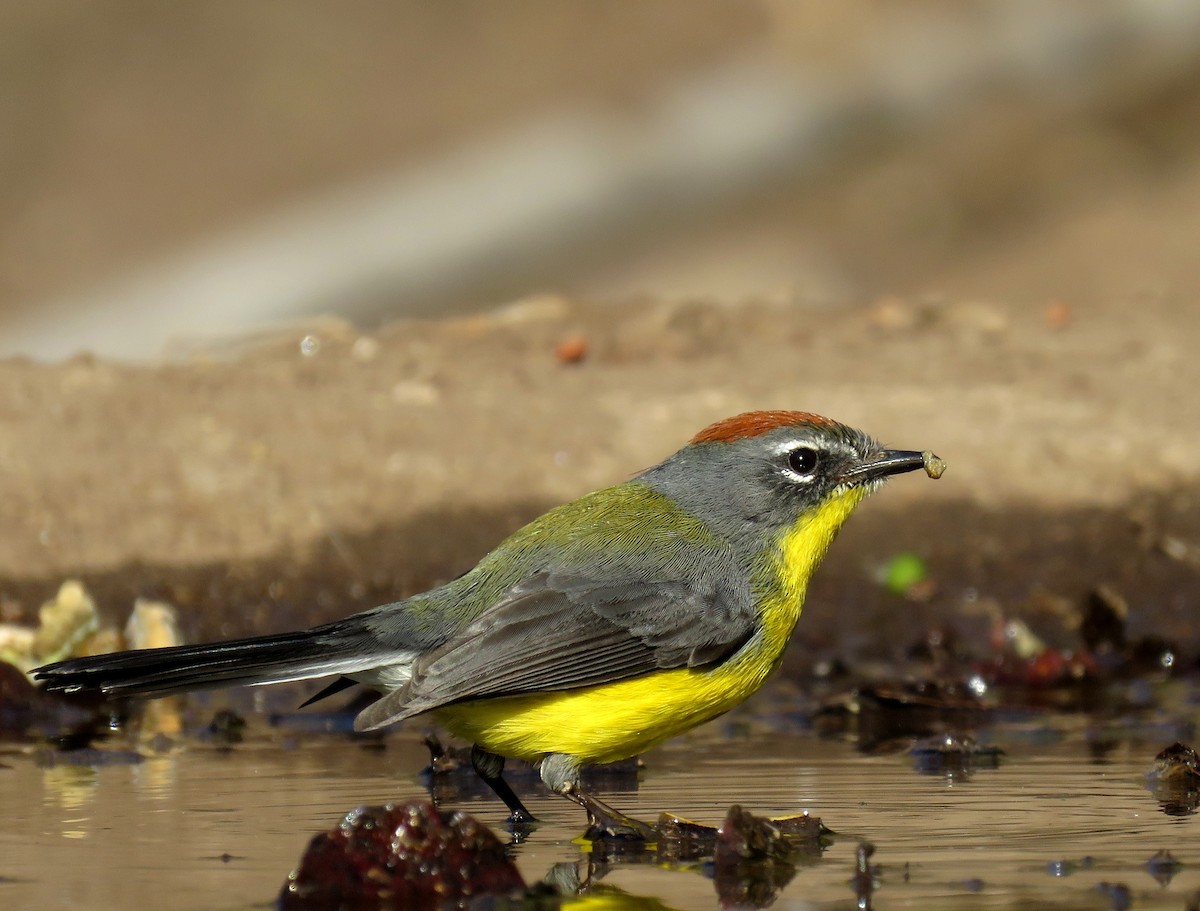 Brown-capped Redstart - ML621970539
