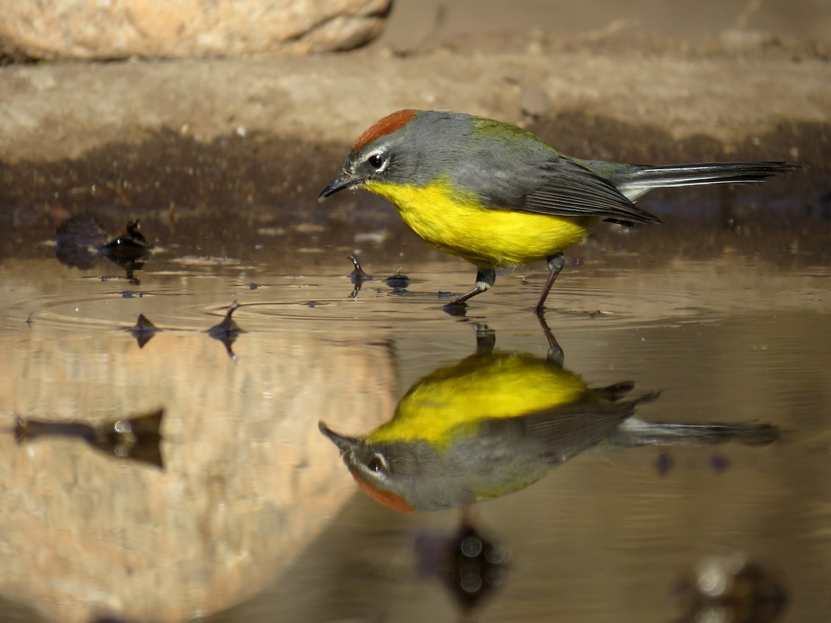 Brown-capped Redstart - ML621970540