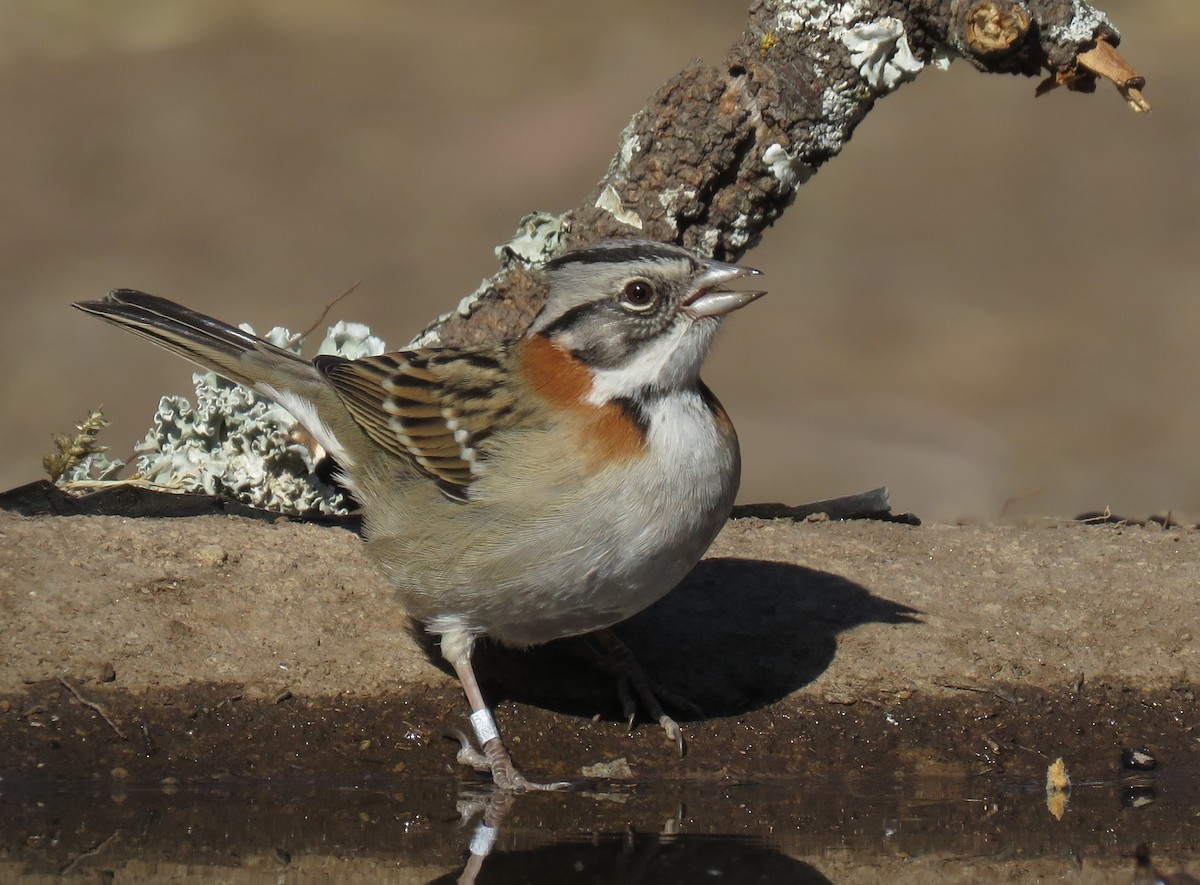 Rufous-collared Sparrow - ML621970544