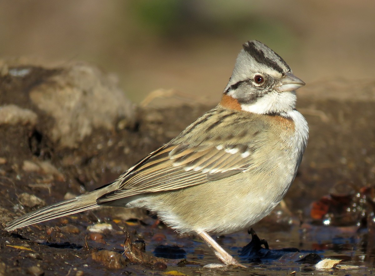 Rufous-collared Sparrow - ML621970545