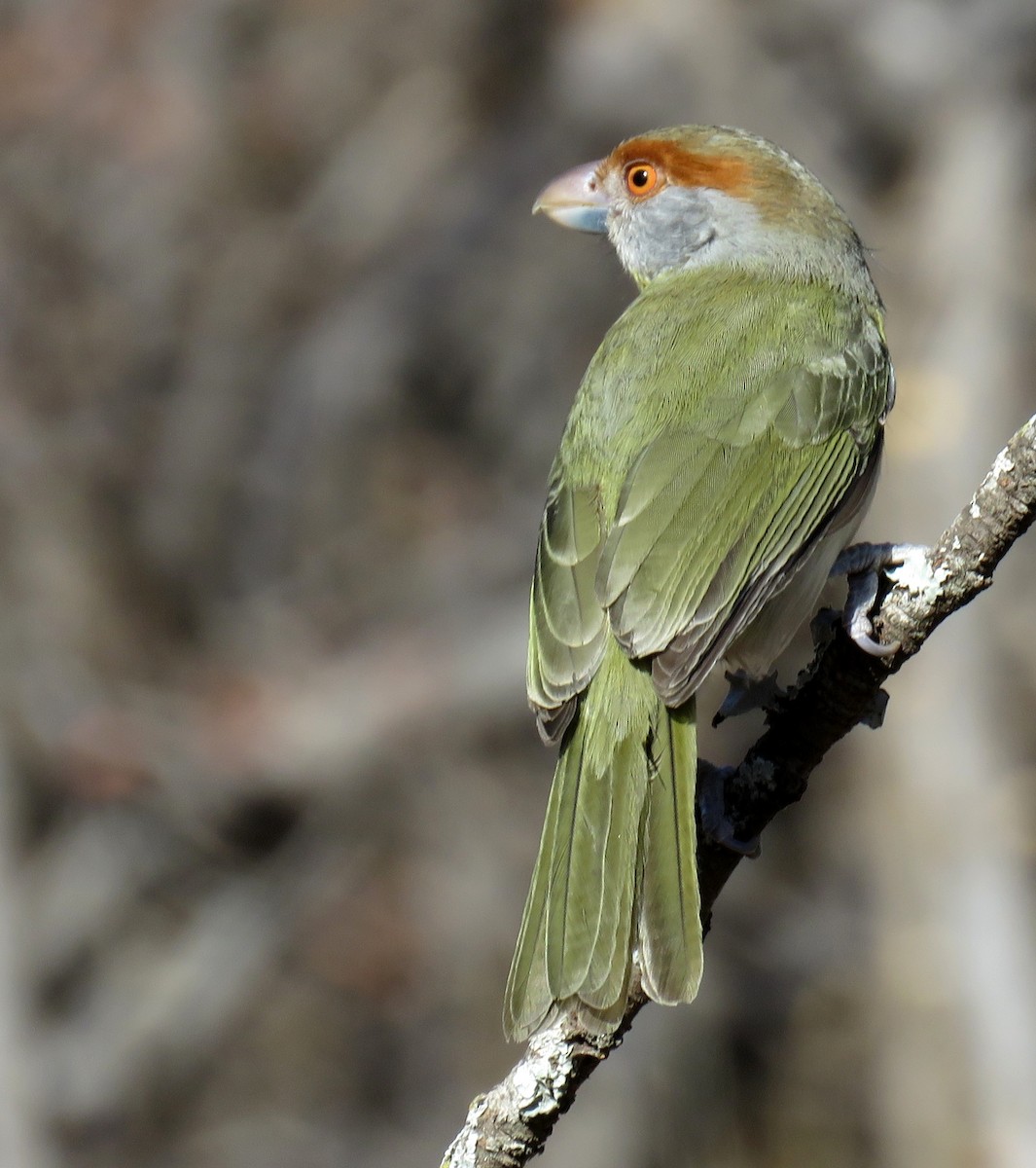 Rufous-browed Peppershrike - ML621970553