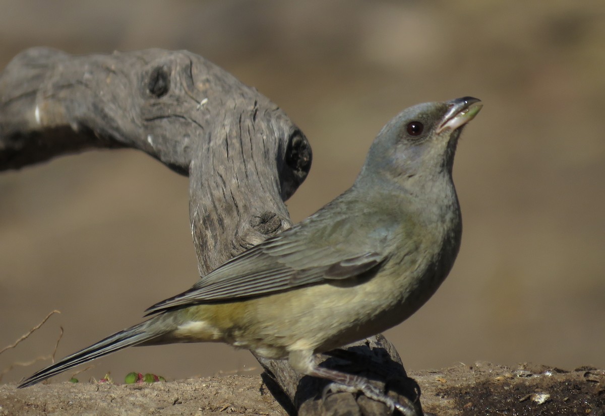 Blue-and-yellow Tanager - ML621970560