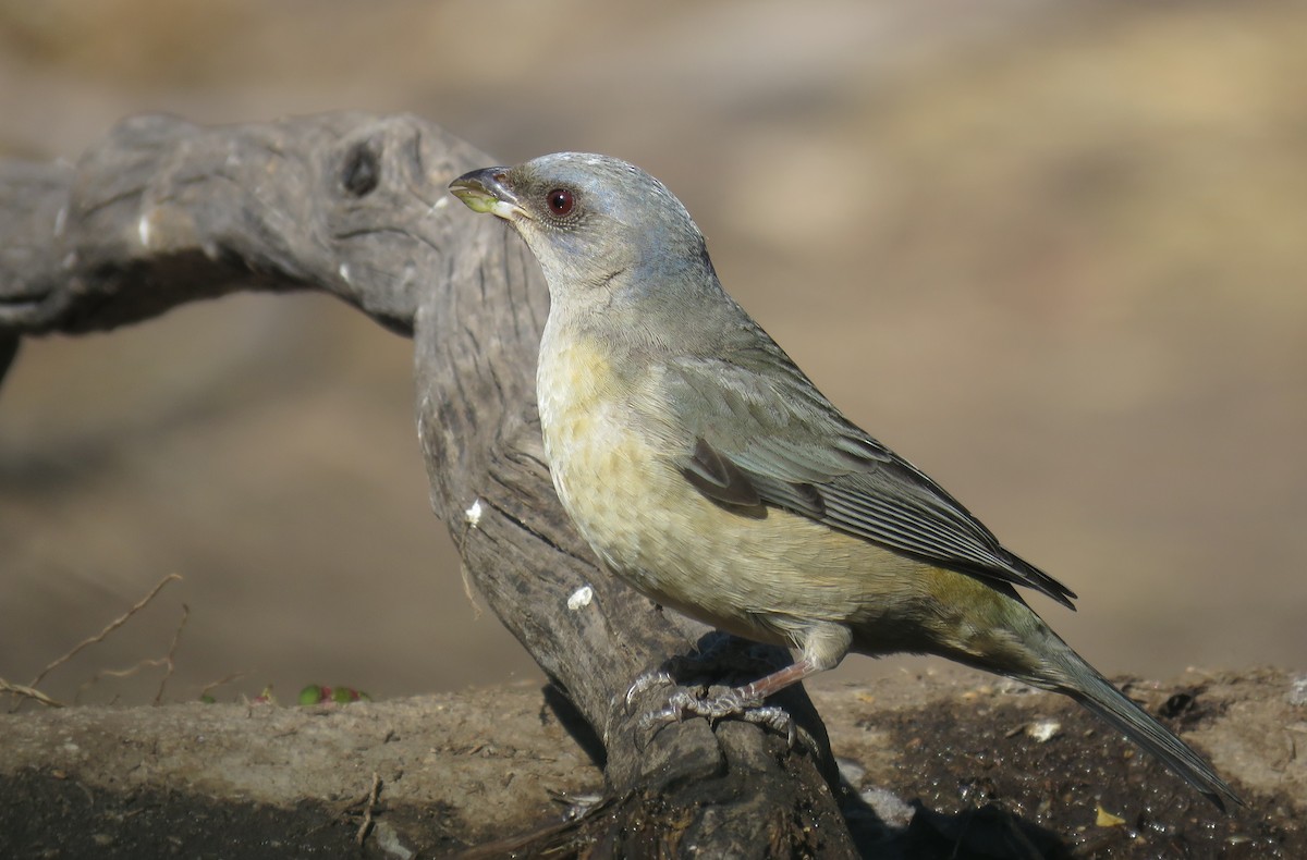 Blue-and-yellow Tanager - ML621970561