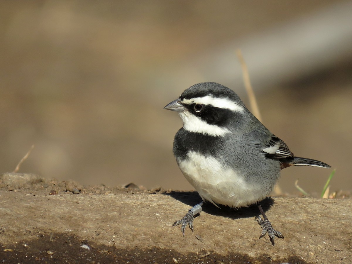 Ringed Warbling Finch - ML621970571