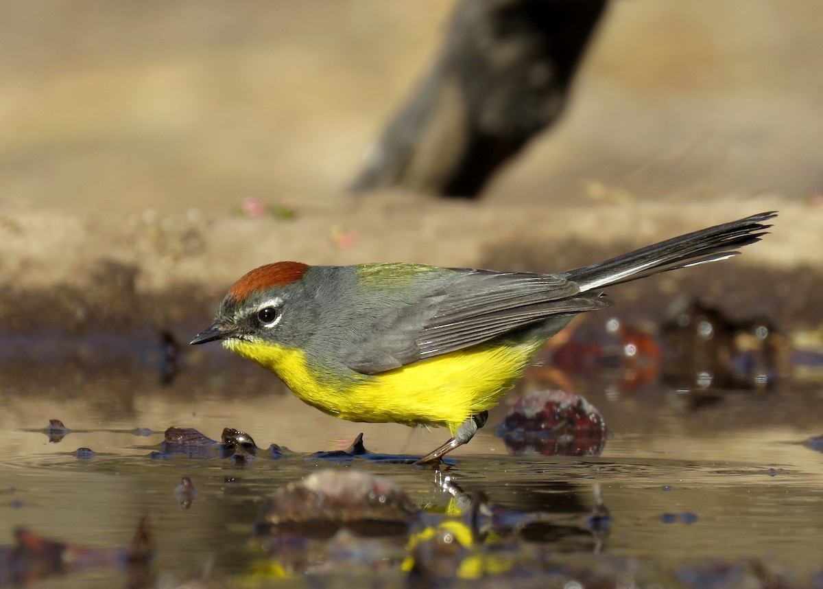 Brown-capped Redstart - ML621970581