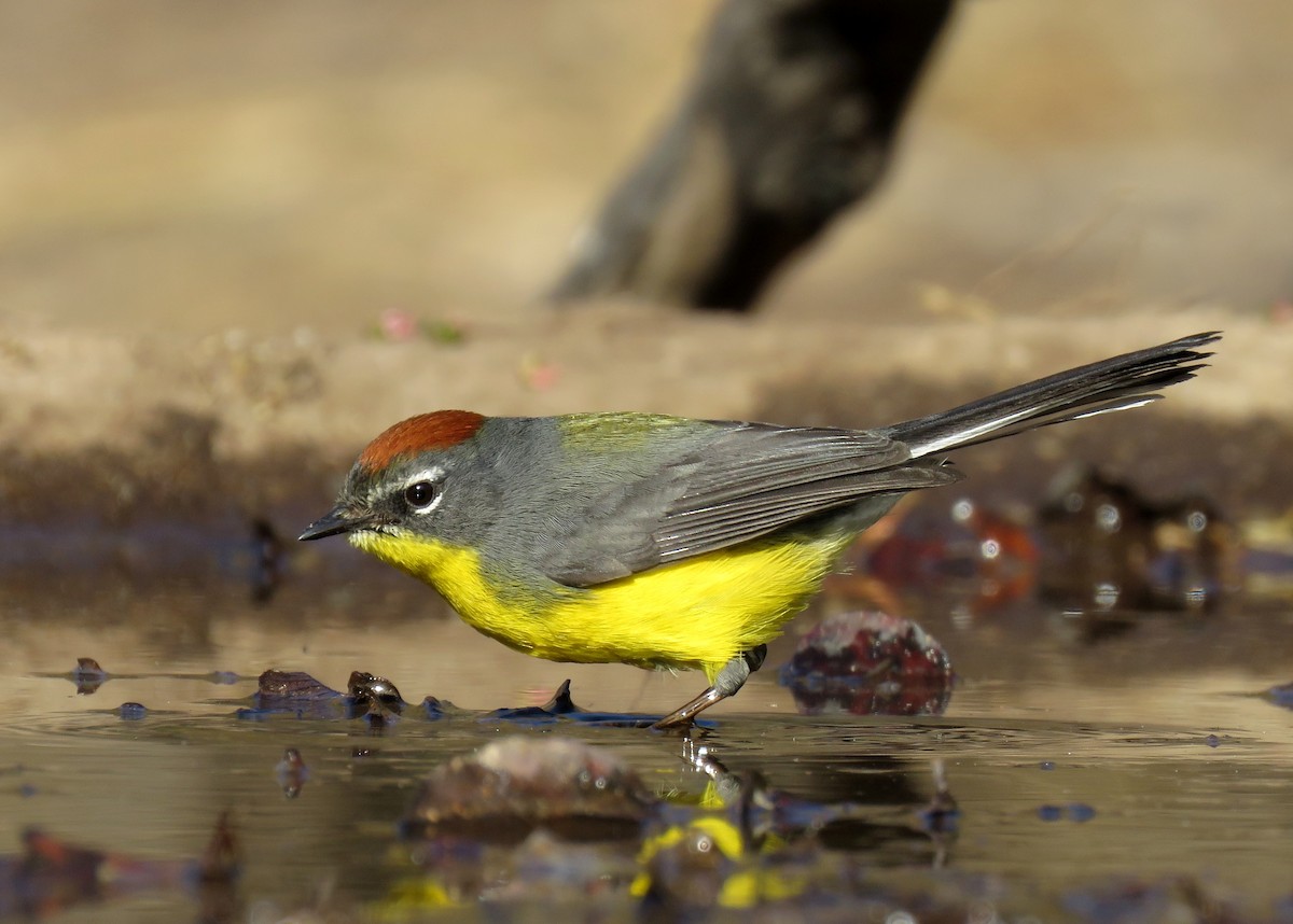 Brown-capped Redstart - samuel olivieri bornand