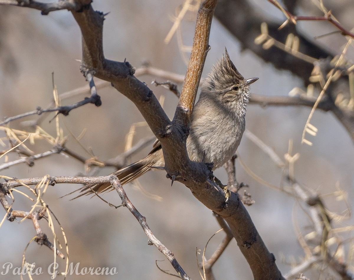 Tufted Tit-Spinetail - ML621970671