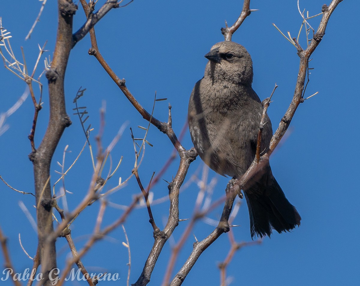 Grayish Baywing - ML621970674