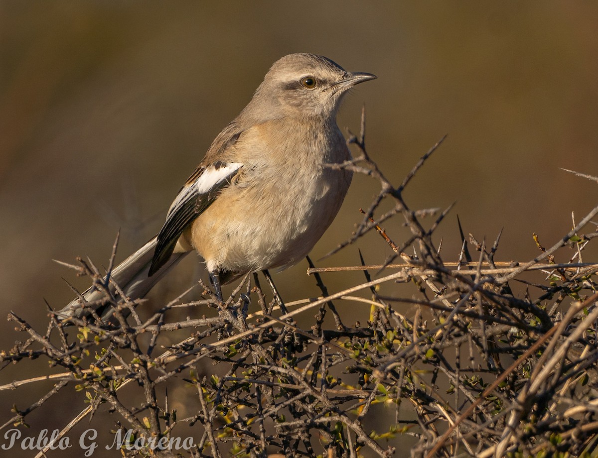 White-banded Mockingbird - ML621970684