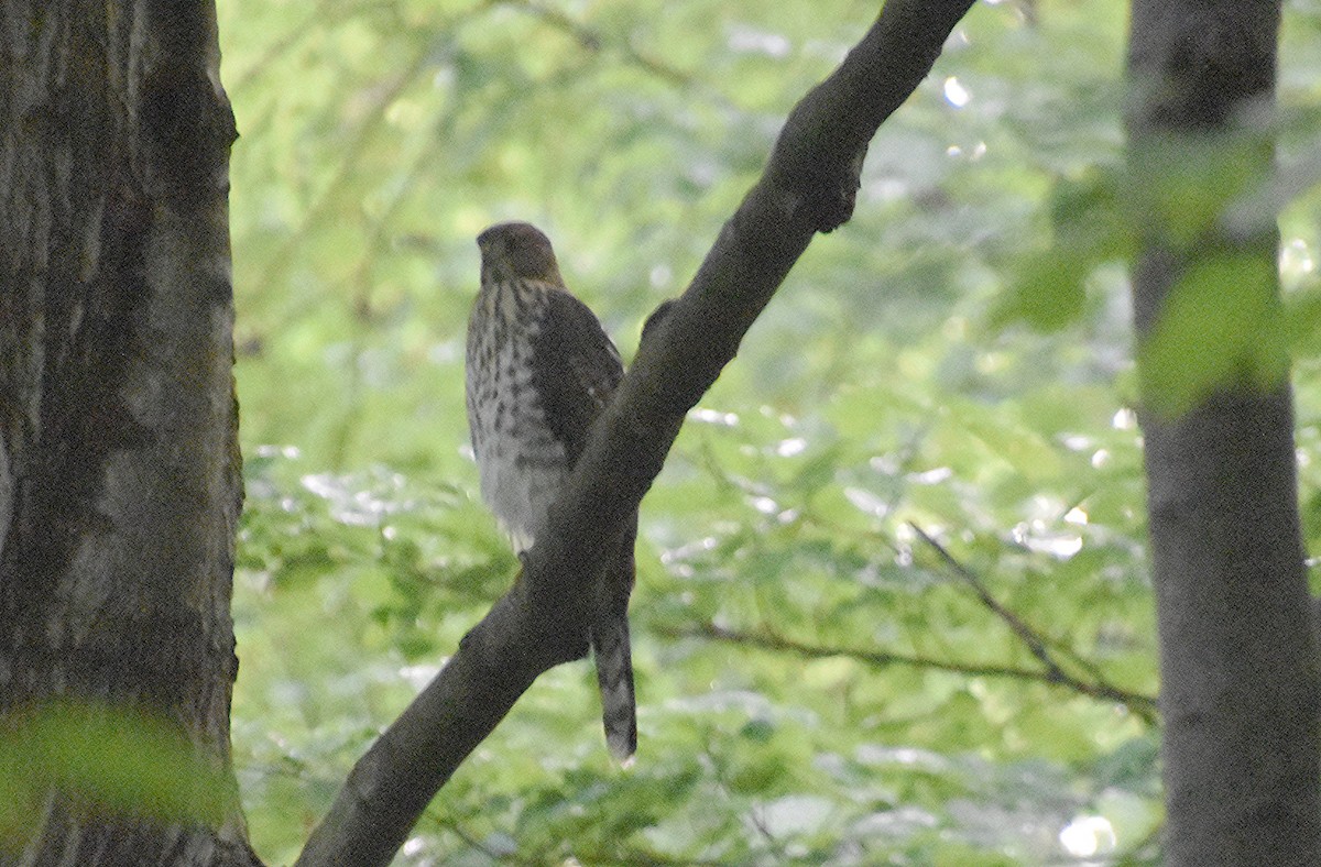 Cooper's Hawk - ML621970685