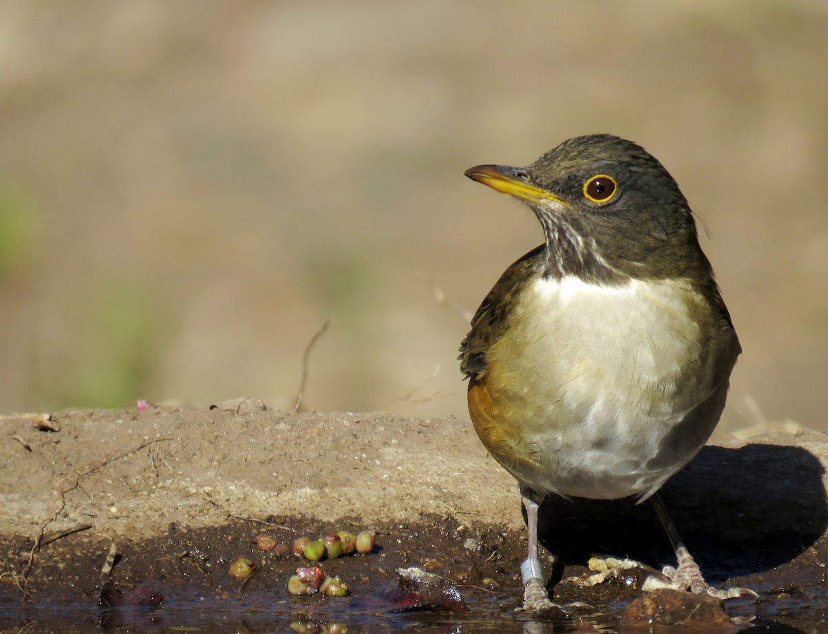 White-necked Thrush - ML621970686