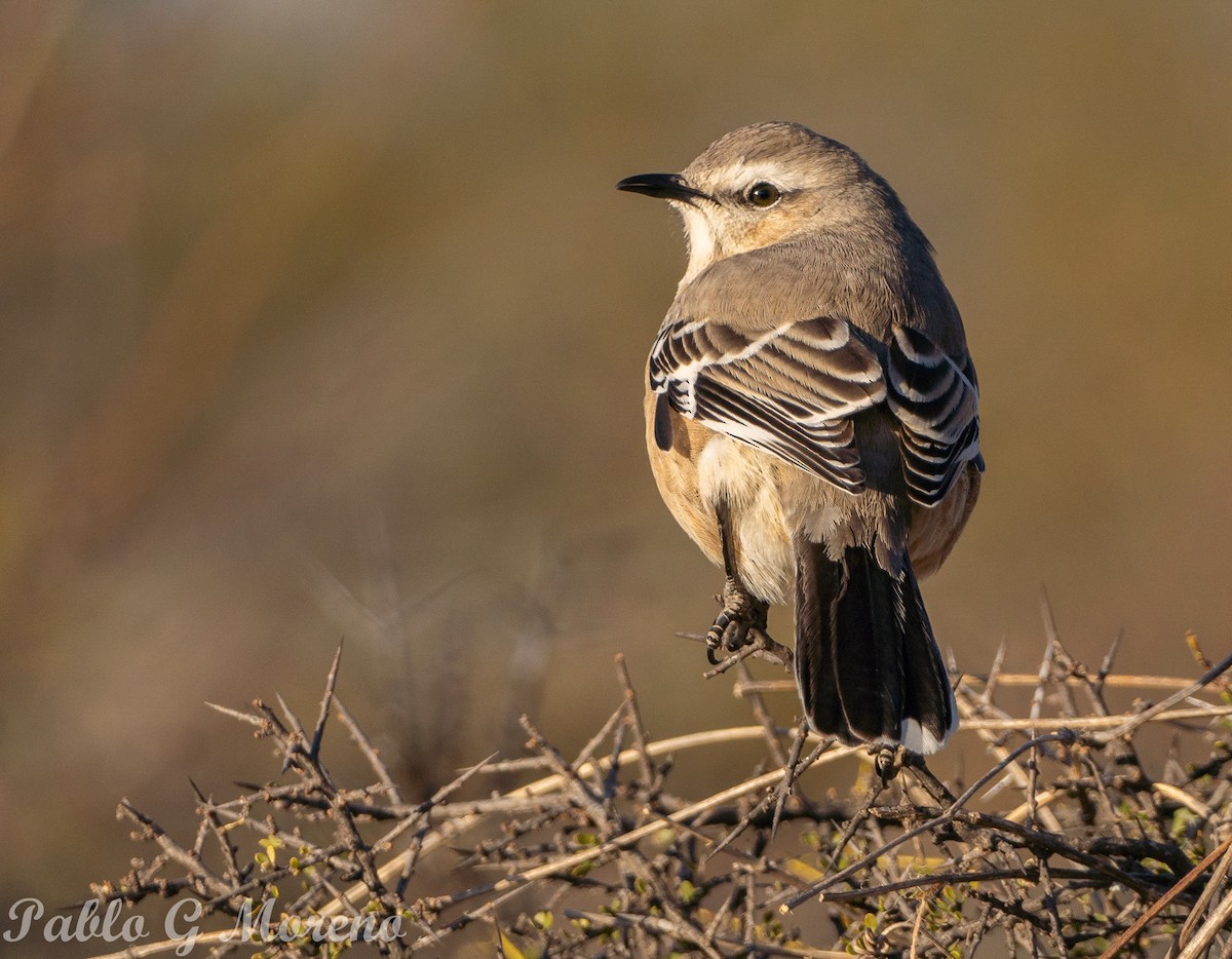 Patagonian Mockingbird - ML621970690